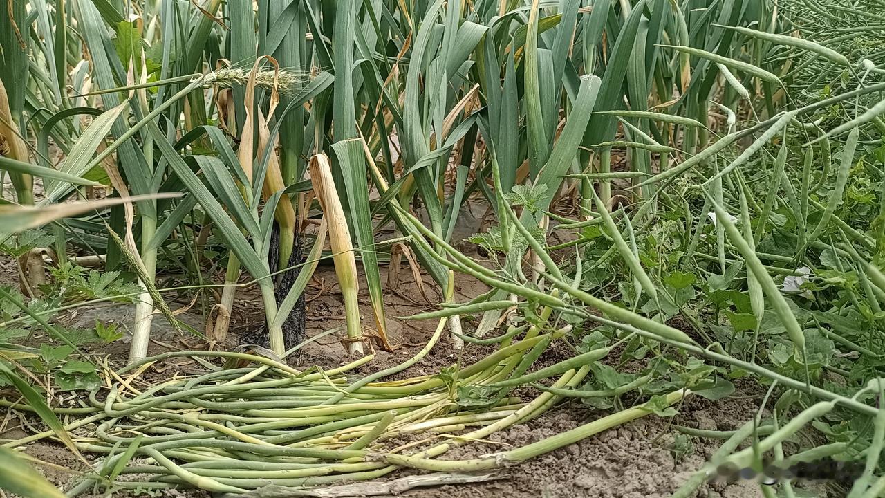 4月10日，杞县鲜蒜苔每斤1.1元左右，早熟蒜每斤1.5-1.7元左右，把蒜每棵