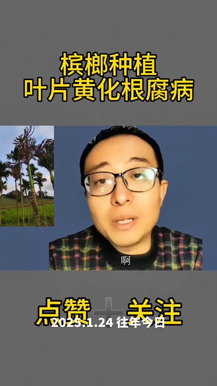槟榔树黄化黄叶别愁，根腐病可试试这个配方。
客户用后反馈明显，叶片转绿，新叶正常