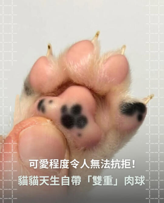 关于小猫咪的梗图🦴