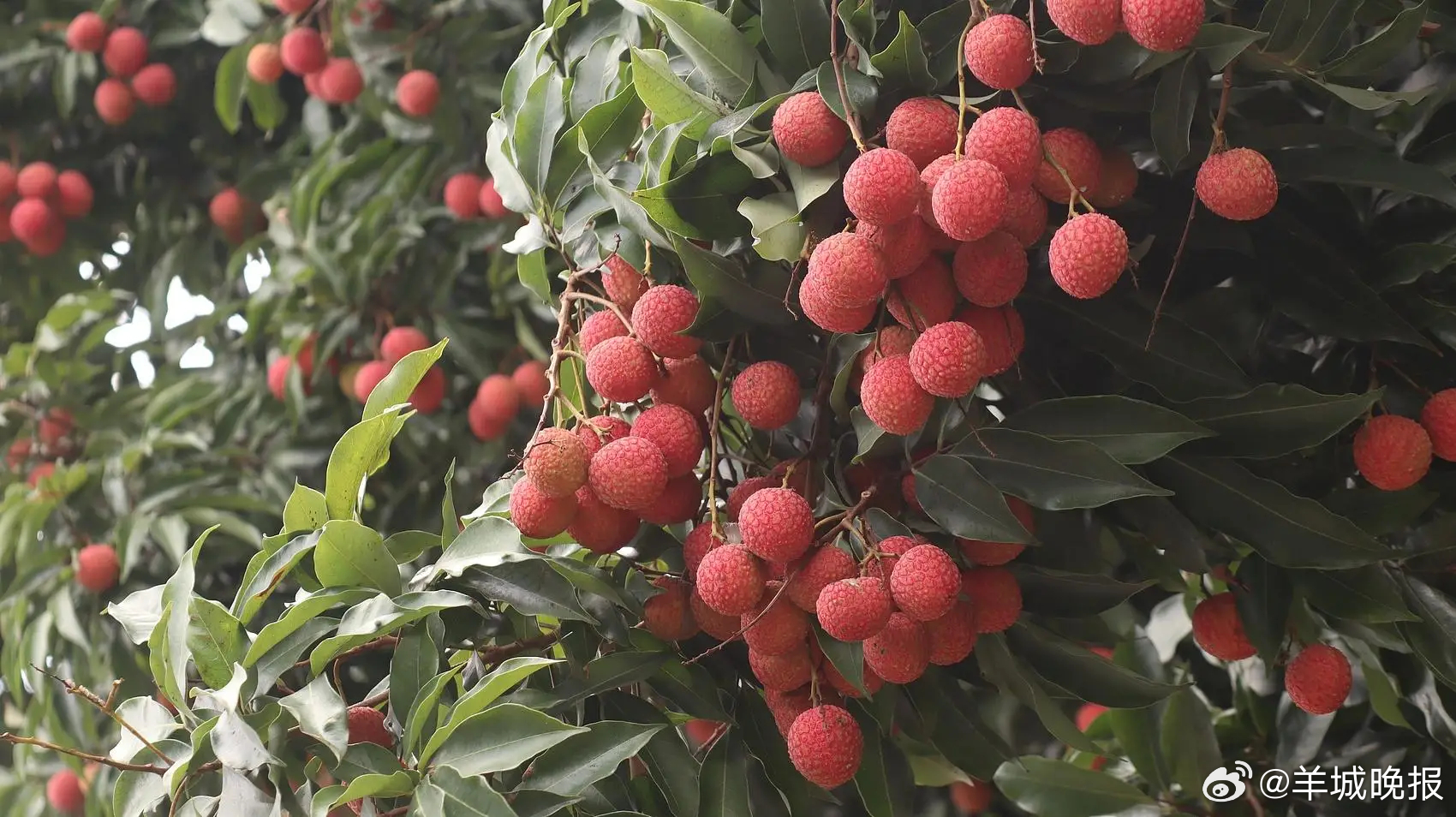 【广东给“荔”三重奏：#从岭南佳果到世界名片#】#羊晚快评#逛荔枝文创市集、体验