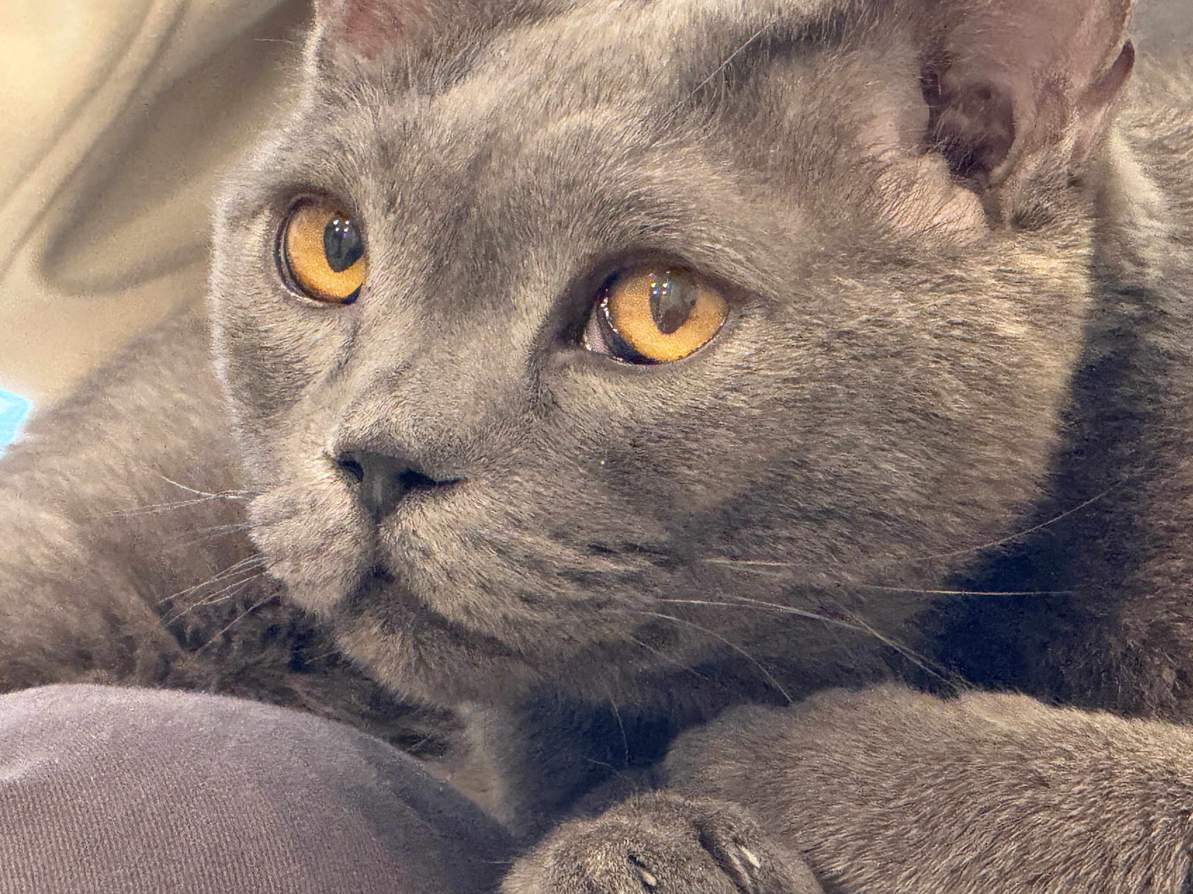 好像呀 都是瘦瘦的蓝猫 ​​​