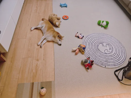 今天宠幸这几个玩具