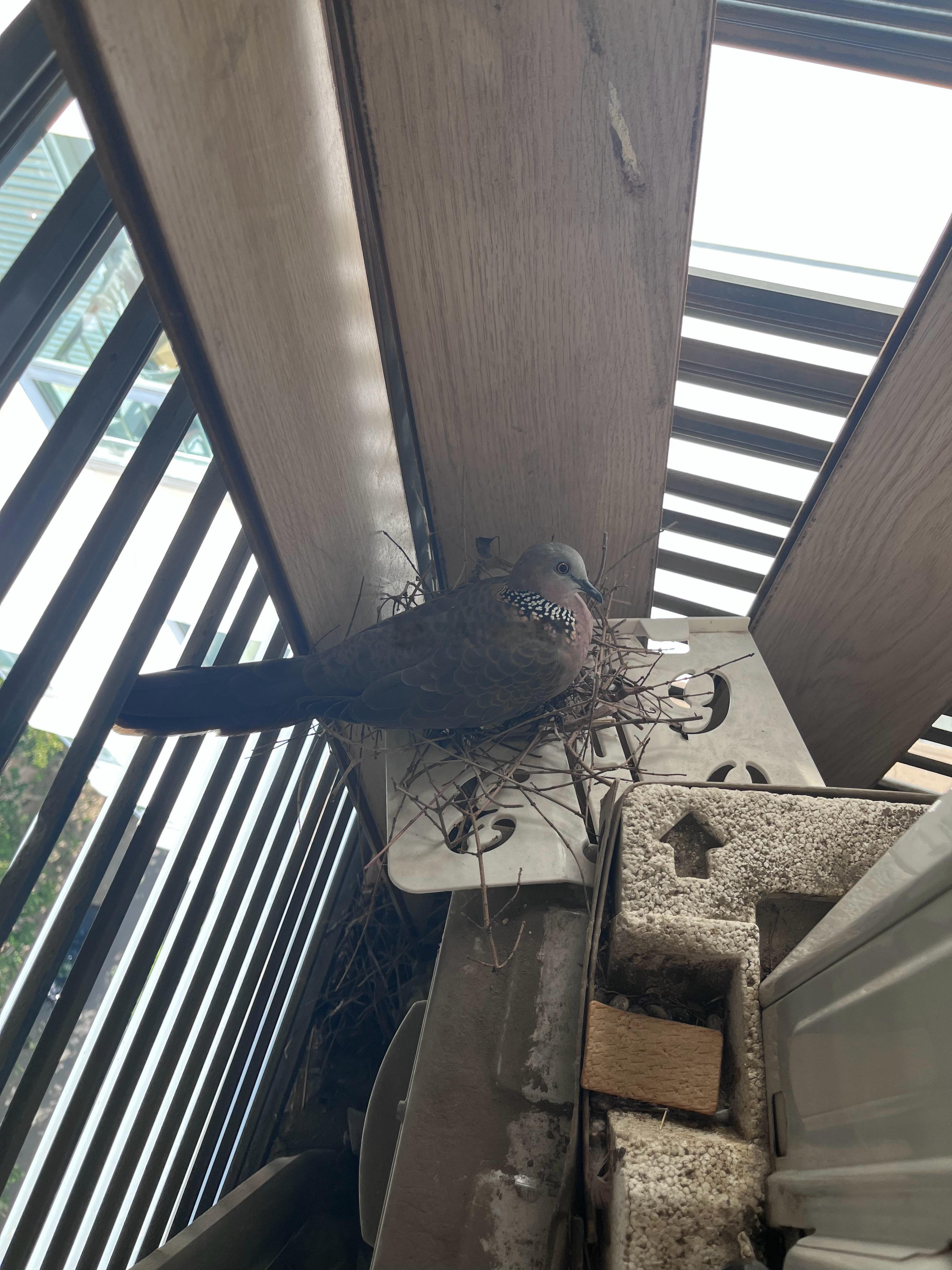 打开窗户一看，空调外机那里长🐦了[费解]查了一下，应该是珠颈斑鸠。鸟中间飞走了
