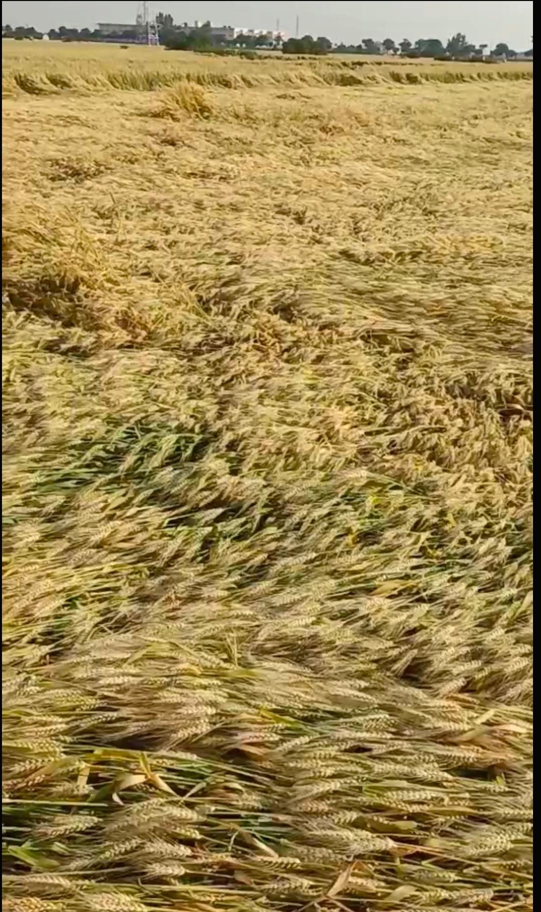 叹农人

昨天，回农村老家帮忙的老王回来了。以前老王总夸自己儿子家种的小麦长势挺