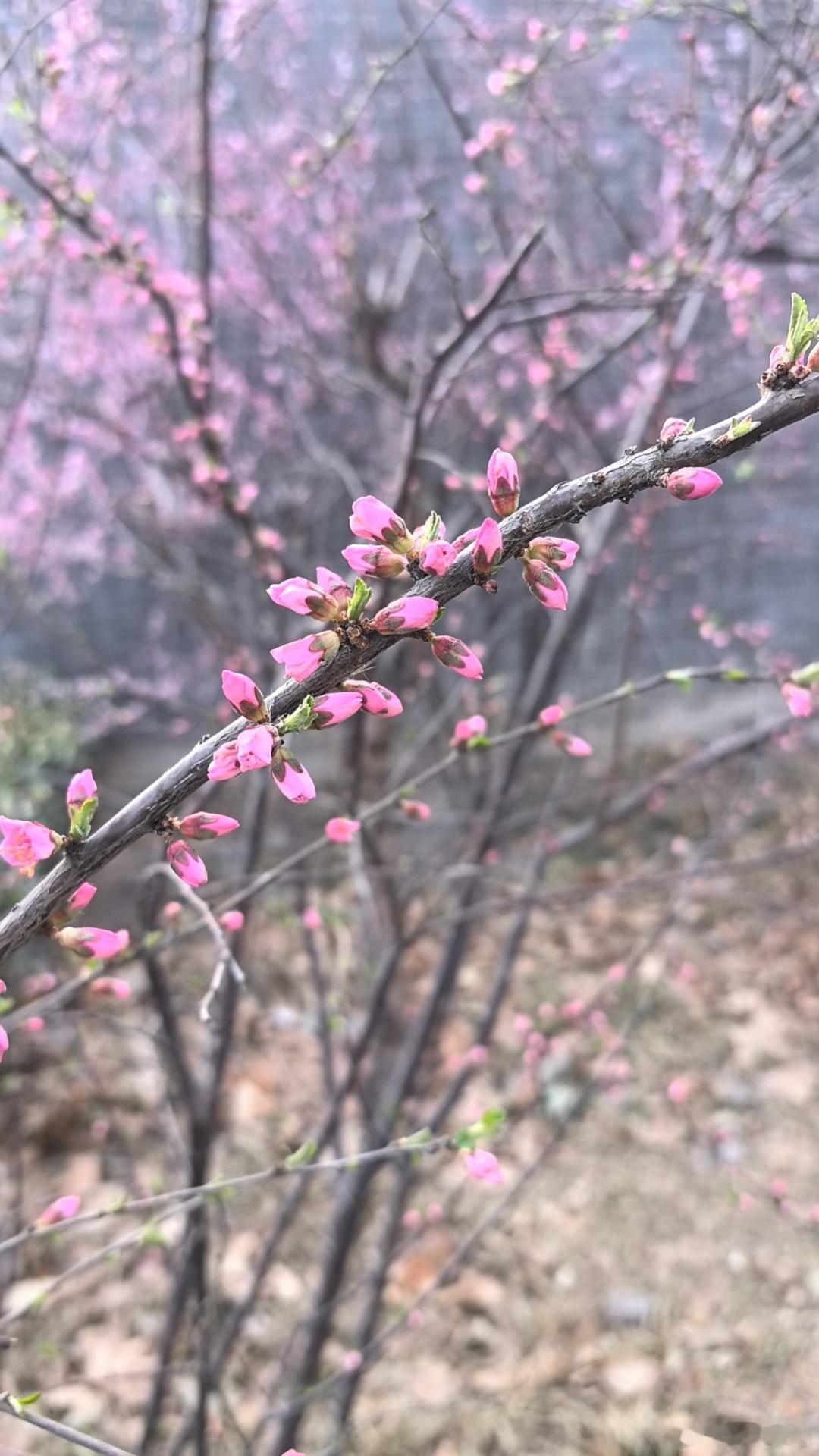 #良琳原创[超话]##春光无限扑面来# ​​​