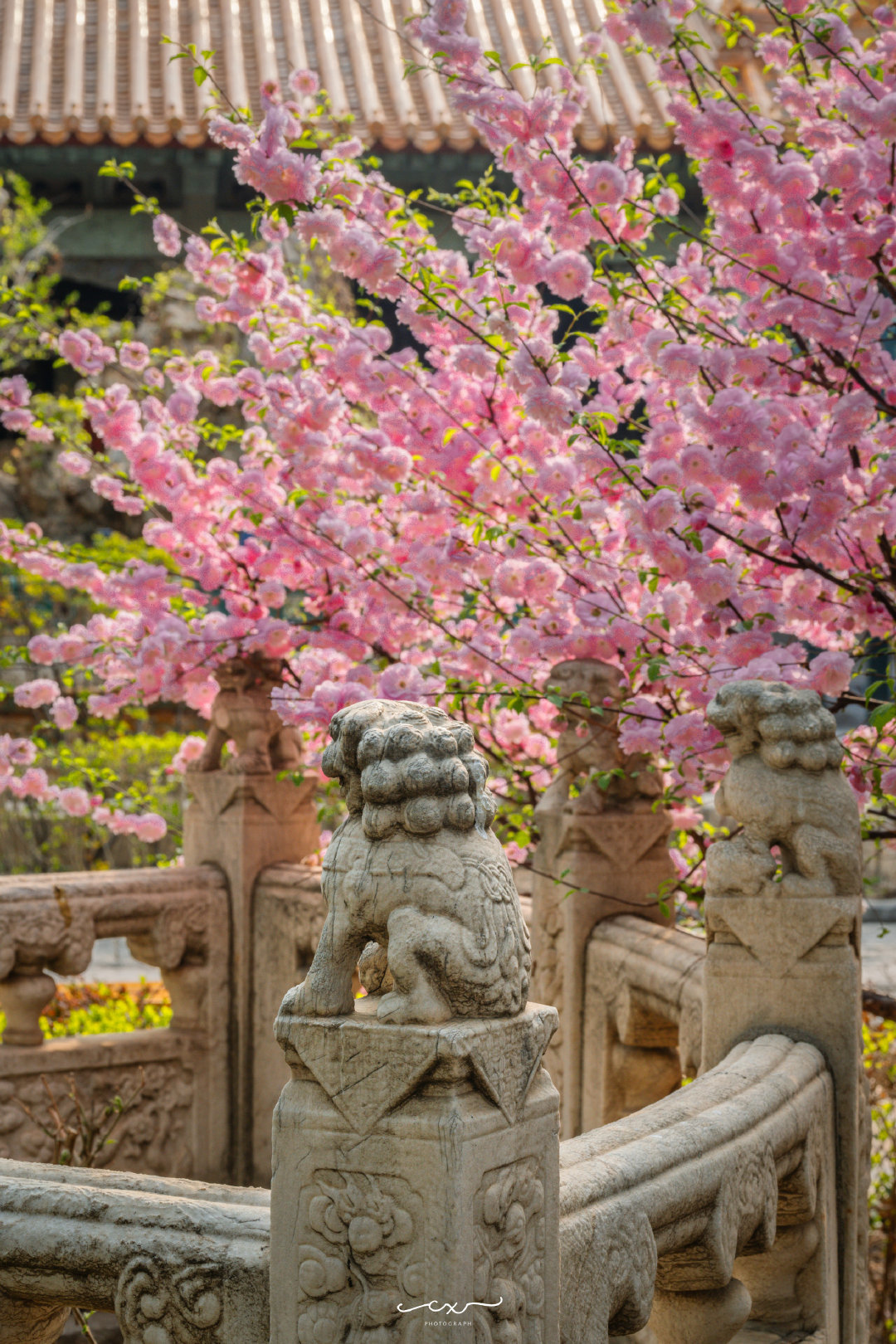 花开正逢春意浓，状似梅花榆叶生。📍北京故宫 • 御花园摄影 ​​​