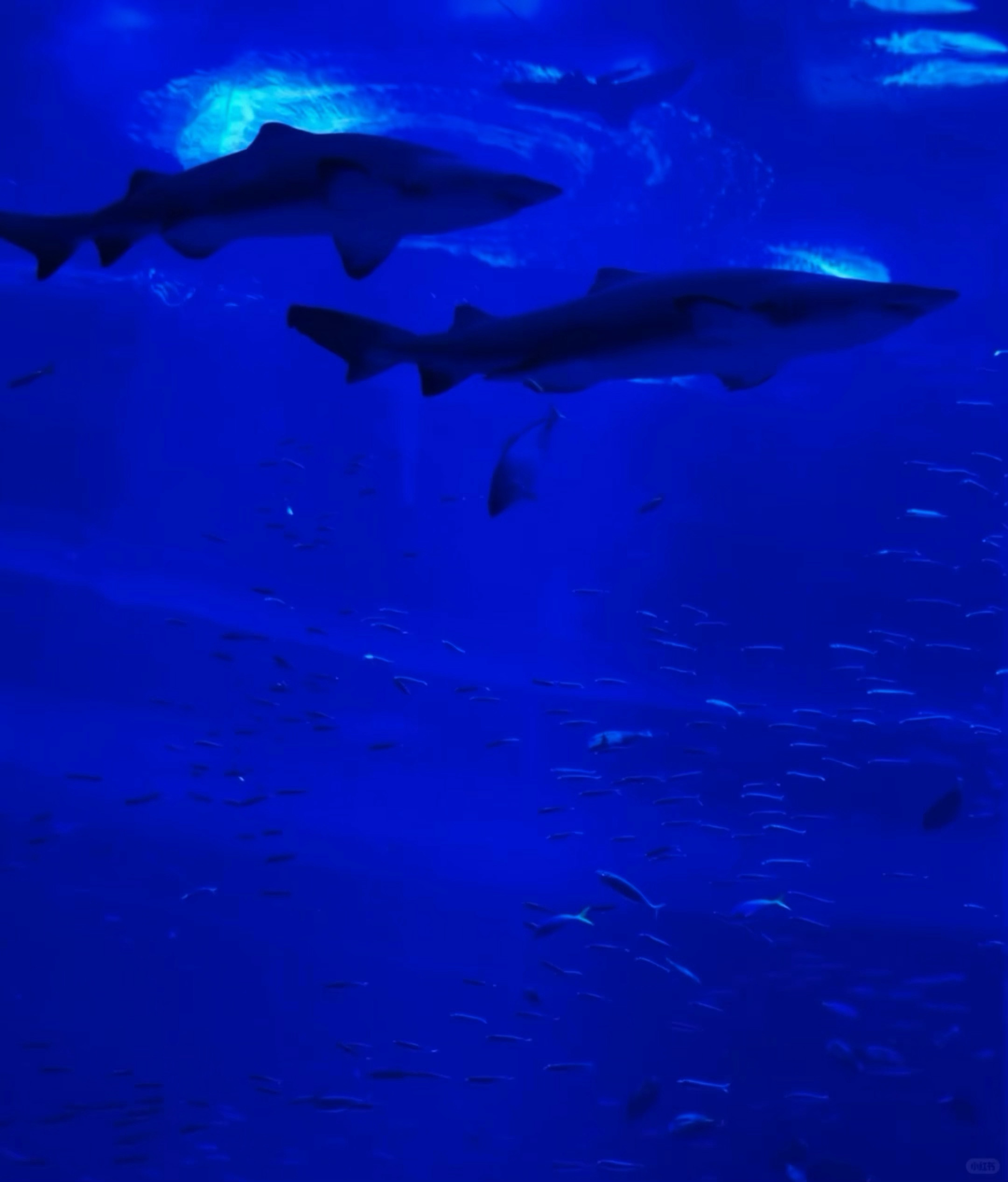 海洋馆真的很美🌊 