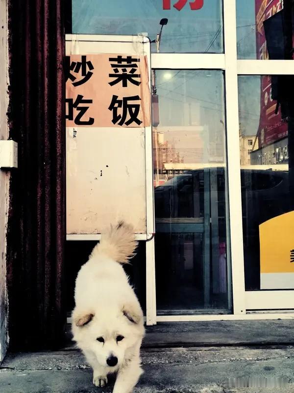 狗都不理
表妹今年34岁，仍在挑男人。不是身高差那么几公分，就是收入少一千块；不