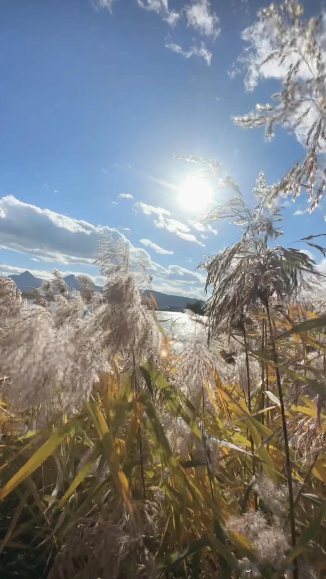 阳光洒满田野，微风轻拂麦浪，自然之美尽收眼底。🌞🌾🍃诗意跟着美景 诗意描绘