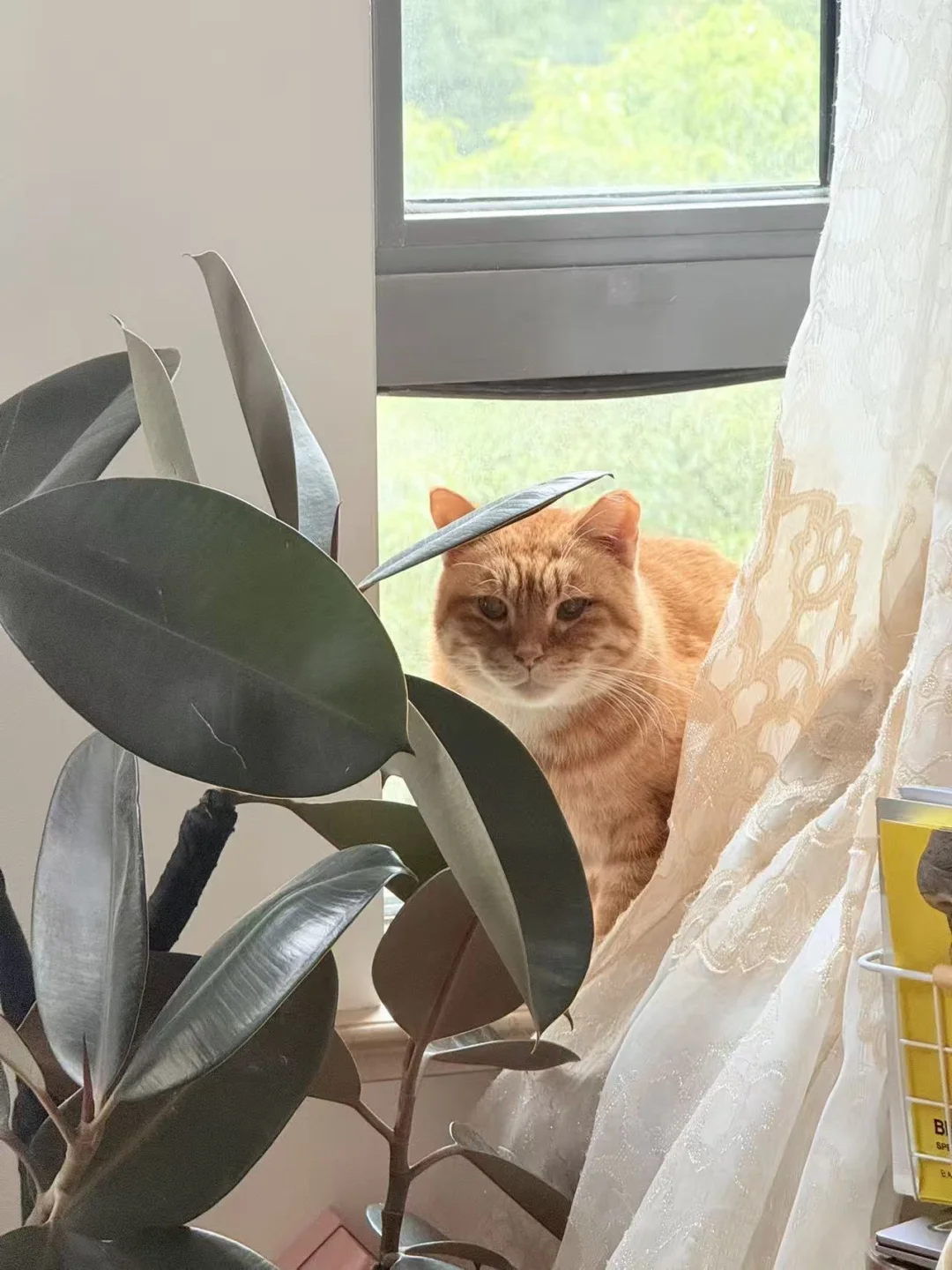 上海杨浦区新江湾寻猫启事