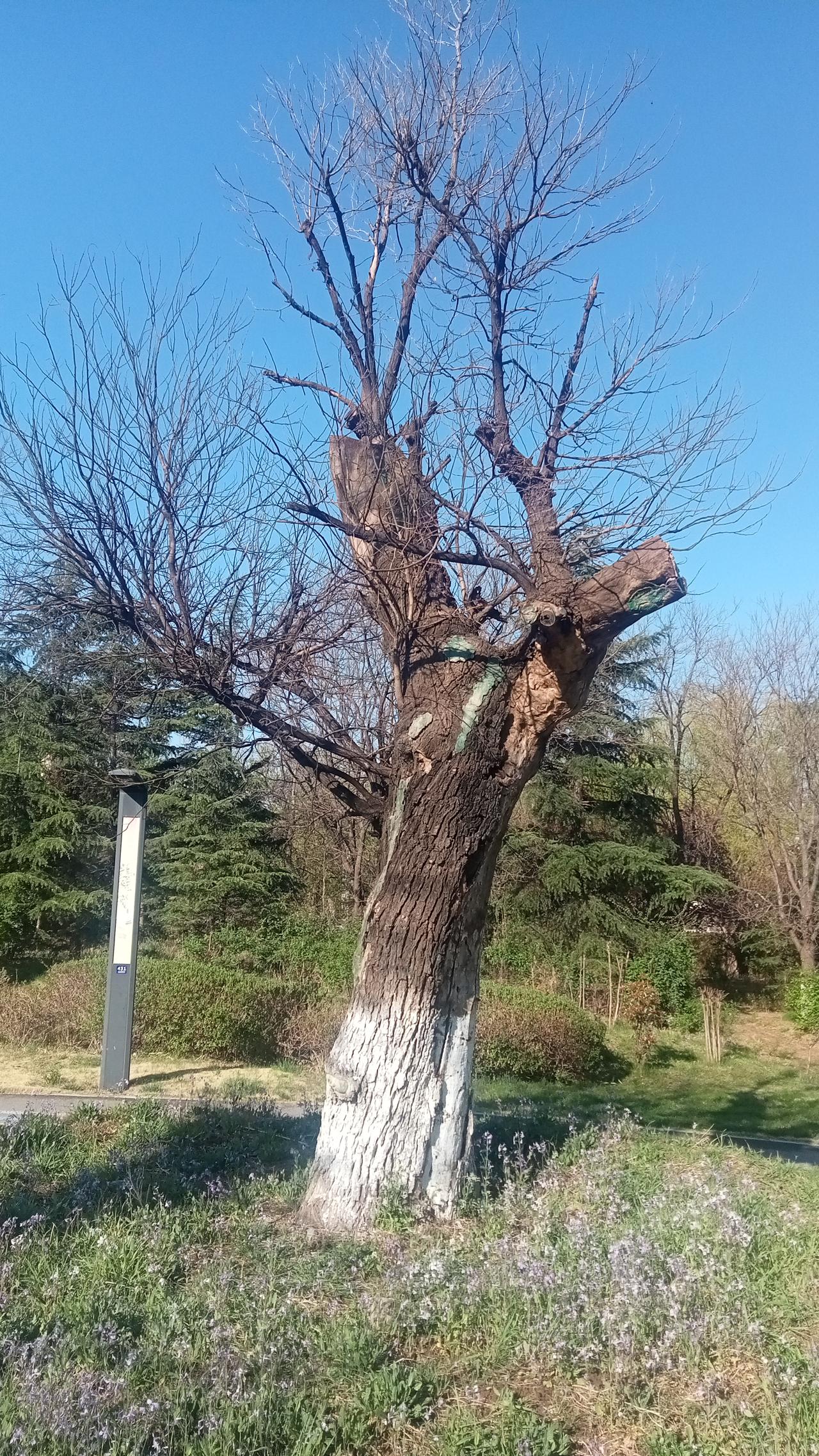 我手机里有一张超有意境的树的图片。
这画面让我想到，这或许是它最绚丽的时刻，也可