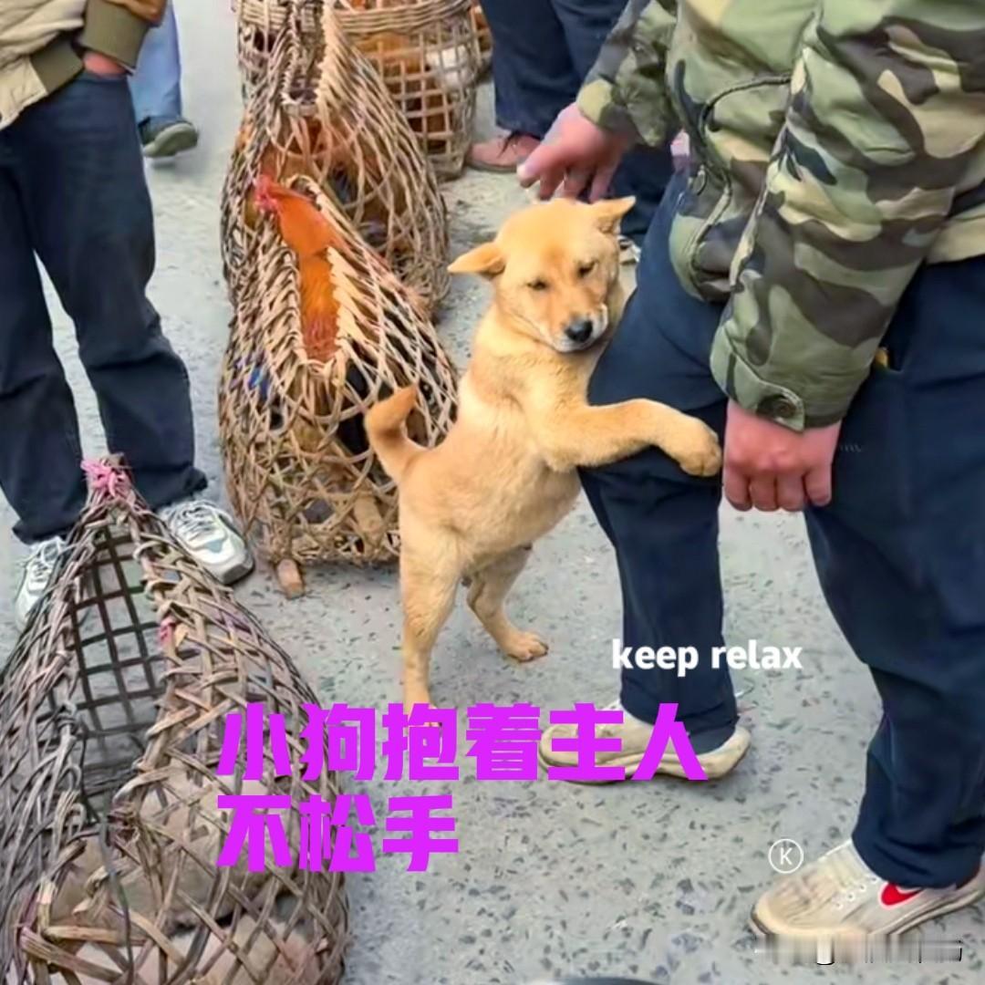 乡下的集市上，一位大叔在卖小狗，围观的人很多，大家议论纷纷，场面还算热闹。其中一