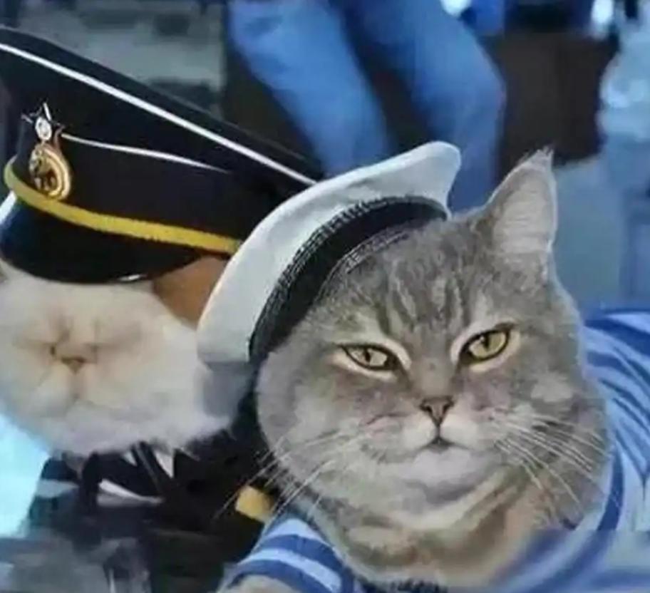 航母上为什么要养猫？是为了抓老鼠？那你就错了，现在航母上的猫可不是为了抓老鼠，而