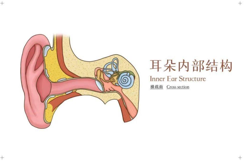 长期佩戴耳机听歌已经成为常态，长时间高分贝使用耳机，会对听力造成怎样不可逆的损伤