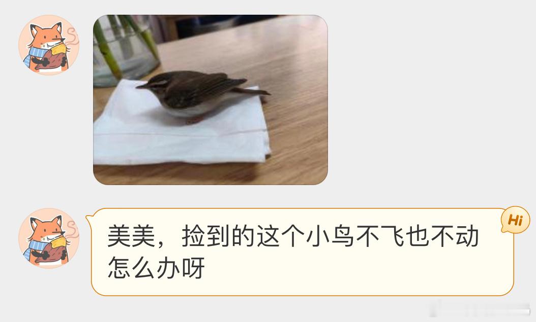 #鸟粉投稿# 捡到一只柳莺让它自己在纸盒里休息会，一会能扑腾了就带出去放了小心它