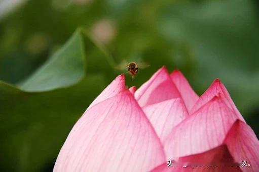#上联：荷花满塘香夏日，求下联？#蜻蜓无语恋花蕾。
