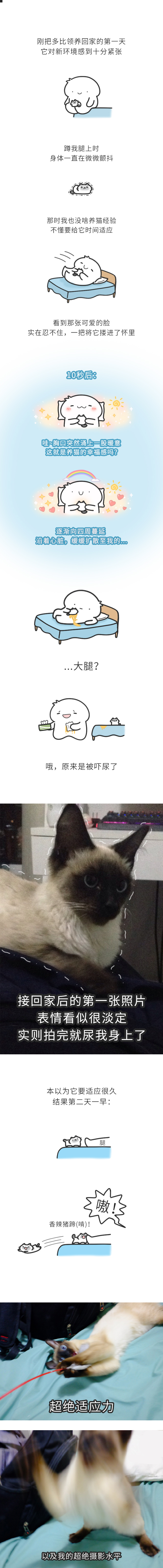 对小猫强制爱的后果。 