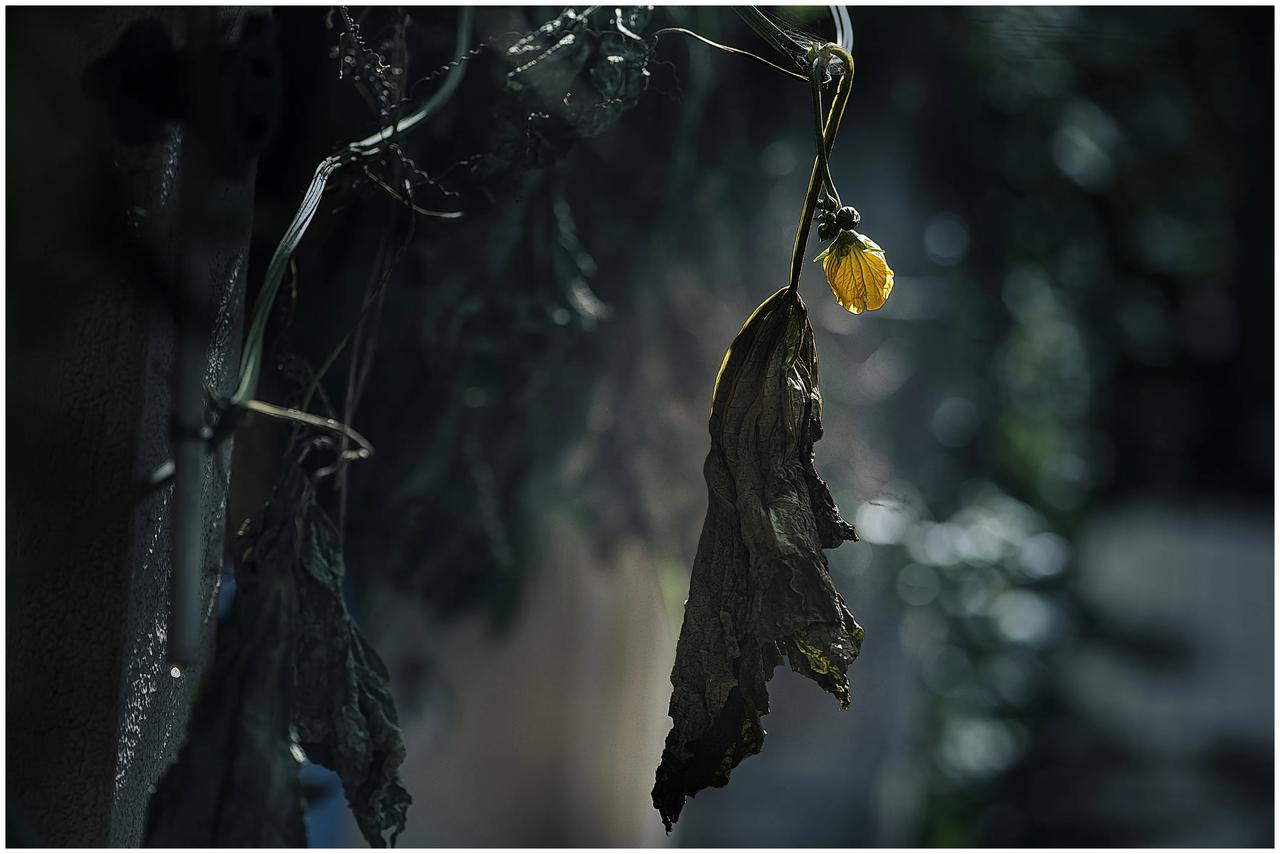 冬天，瓜叶枯了，春天又要来了。