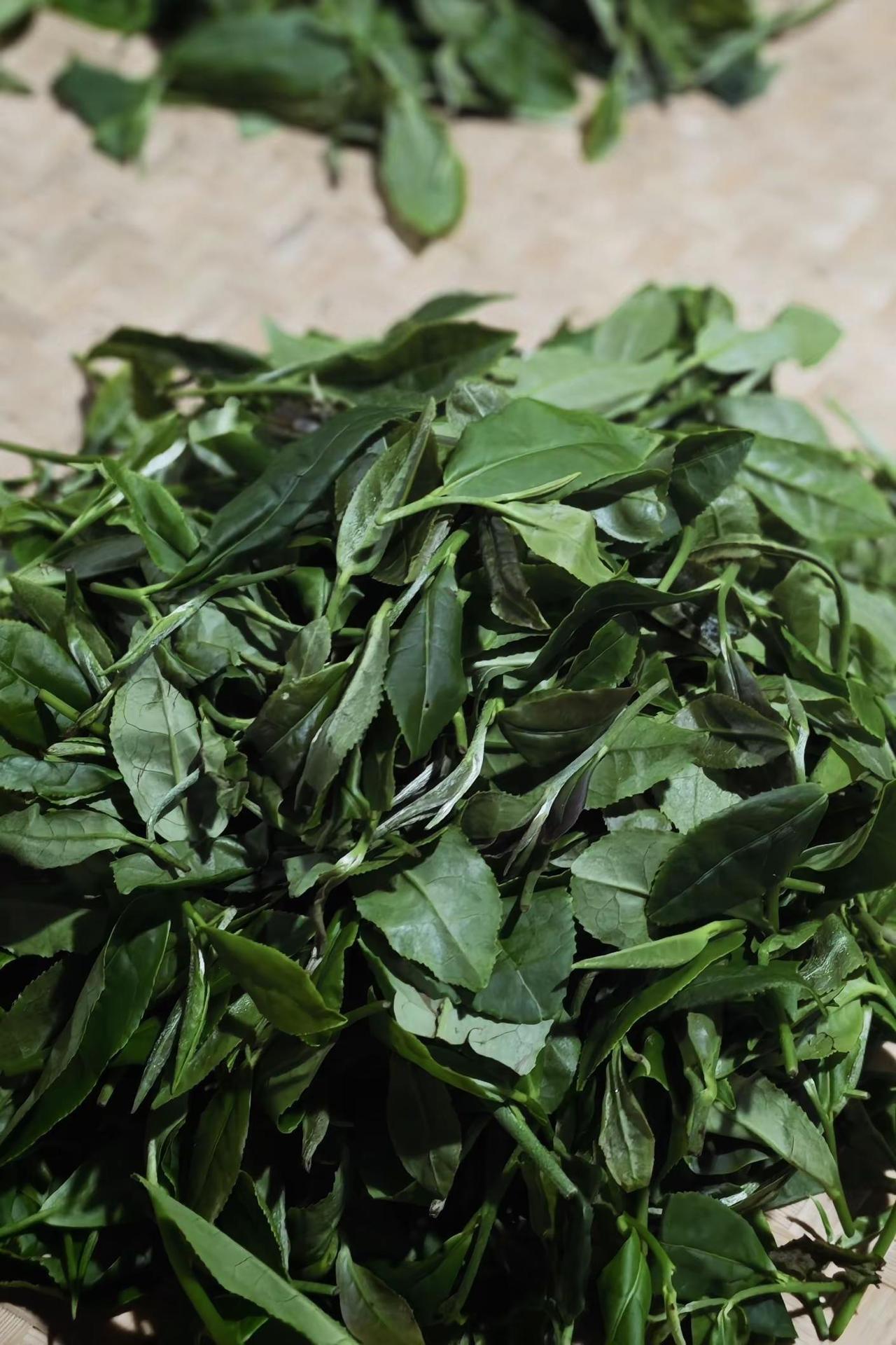 超大，夏茶手工龙井茶！今天的茶青，叶子挺大芽小，我用手工炒龙井条形有点费劲，晚上