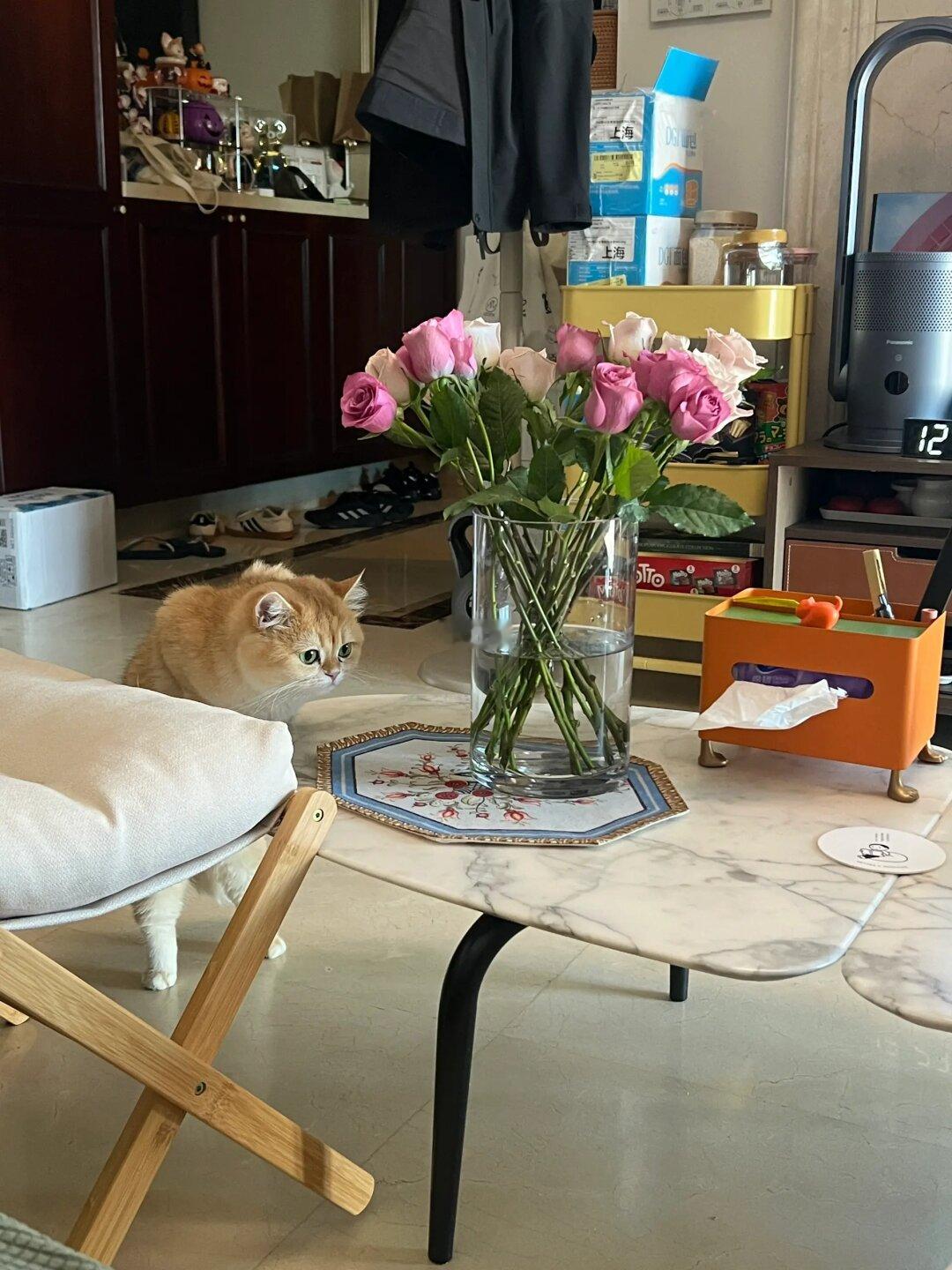 听说“美女喵”和鲜花更搭！