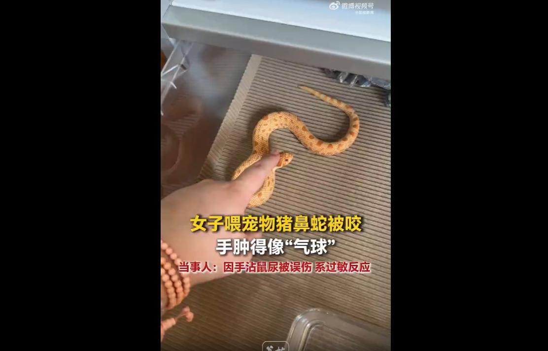 近日，江苏淮安女子万女士喂食宠物猪鼻蛇时不慎被咬伤。
因手部残留老鼠尿液气味，饥