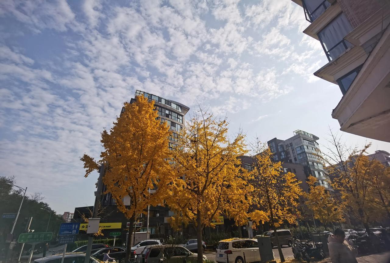 北京，入冬了，气温还是如金秋时节一般。