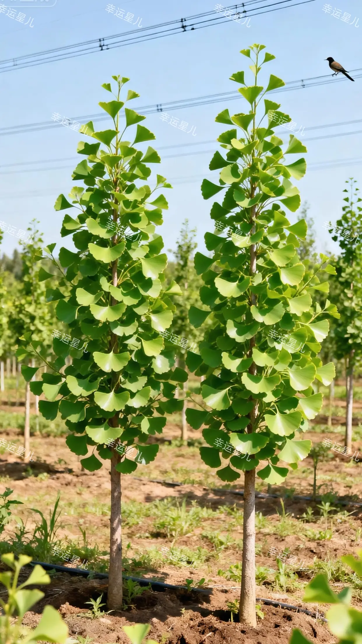 攒着劲儿冒新芽，嫩黄的叶瓣卷成一只只小巴掌，风一吹就轻轻摇晃，像在跟春...