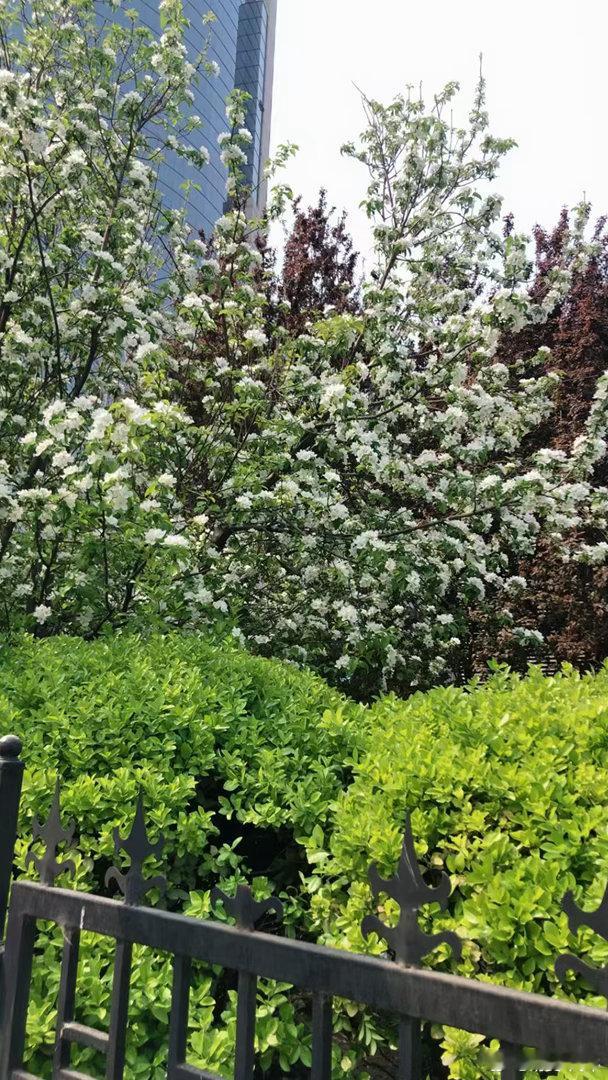 南有乔木，不可休思。汉有游女，不可求思。汉之广矣，不可泳思。江之永矣，不可方思。