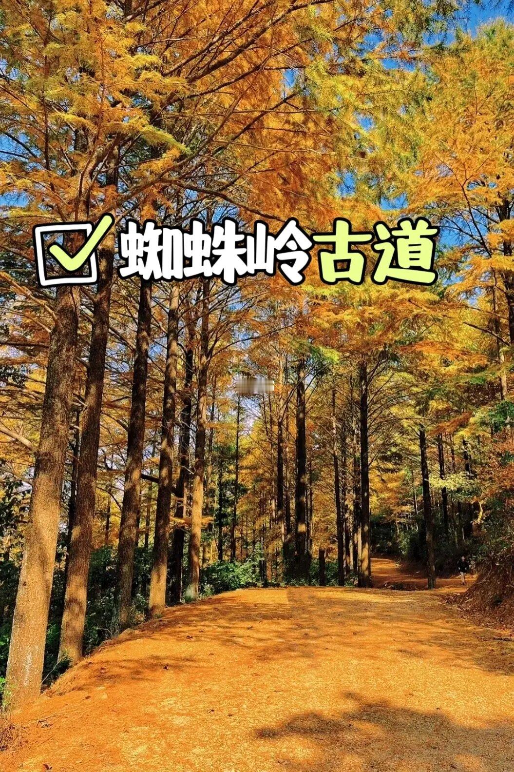 这个秋天 总要来次四明山吧‼️