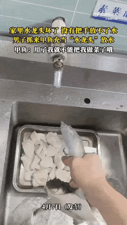 甲鱼的咬合力这个时候终于派上用场了！
没有旋钮的水龙头，再不用去找扳手了，让甲鱼