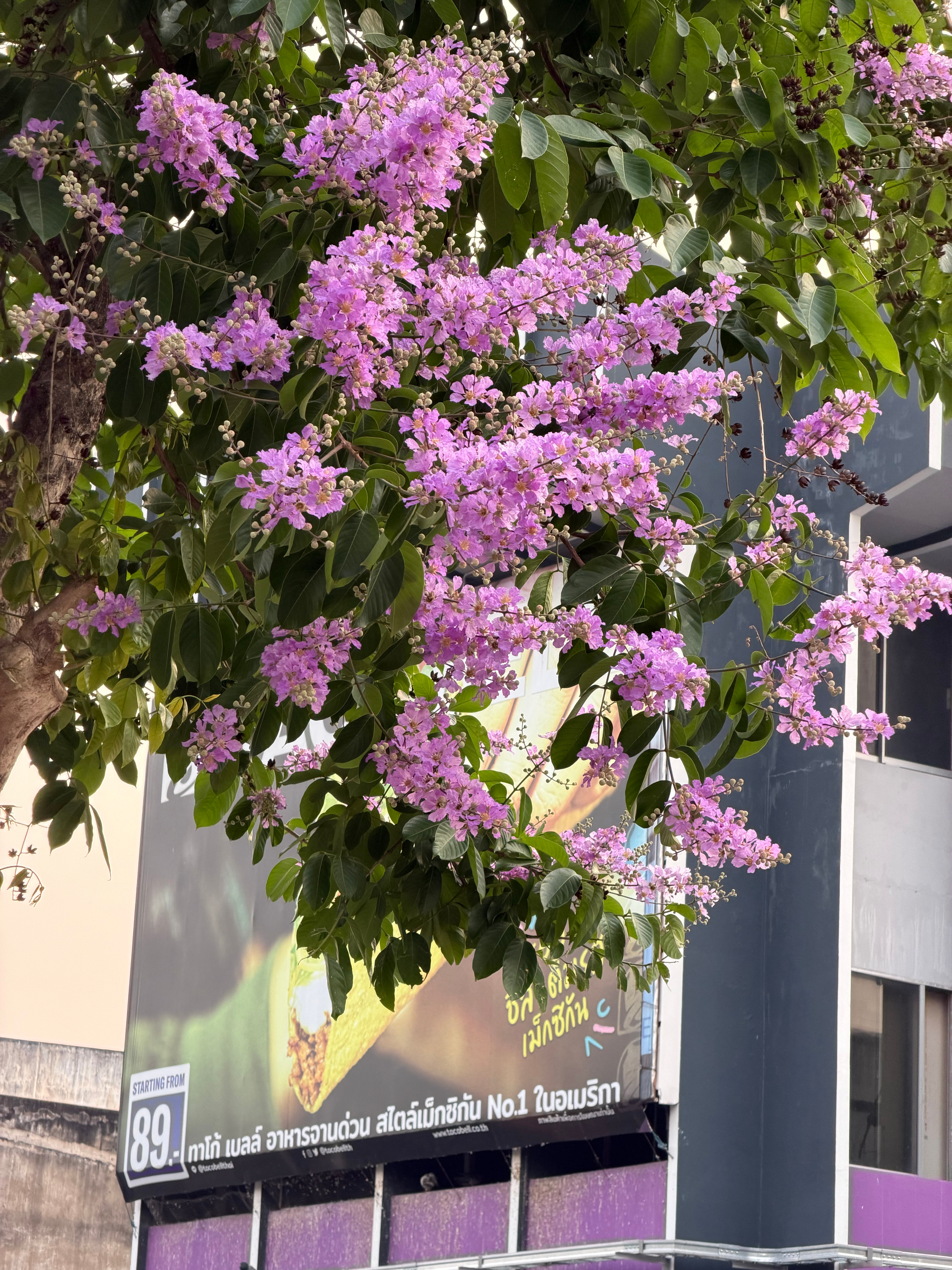 泰国🇹🇭我来也 