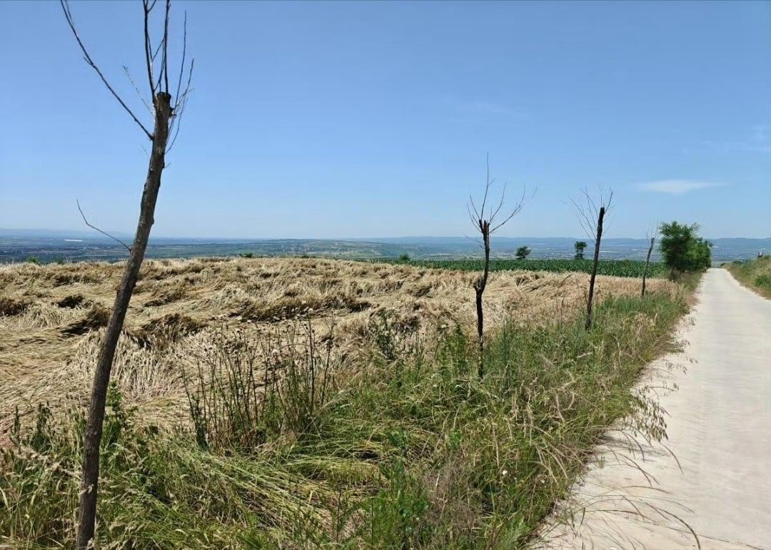 【咸阳永寿县高标准农田项目行道树枯死缺株 农业部门：限期整改 全面修复农田绿化配