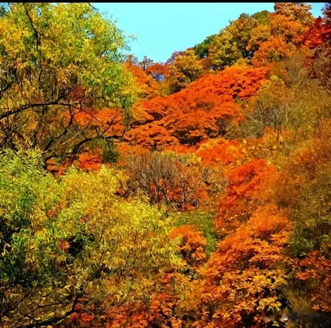 《绝境逢生的友谊》

在一个古老的小镇上，住着一只聪明伶俐的狐狸和一只憨厚老实的