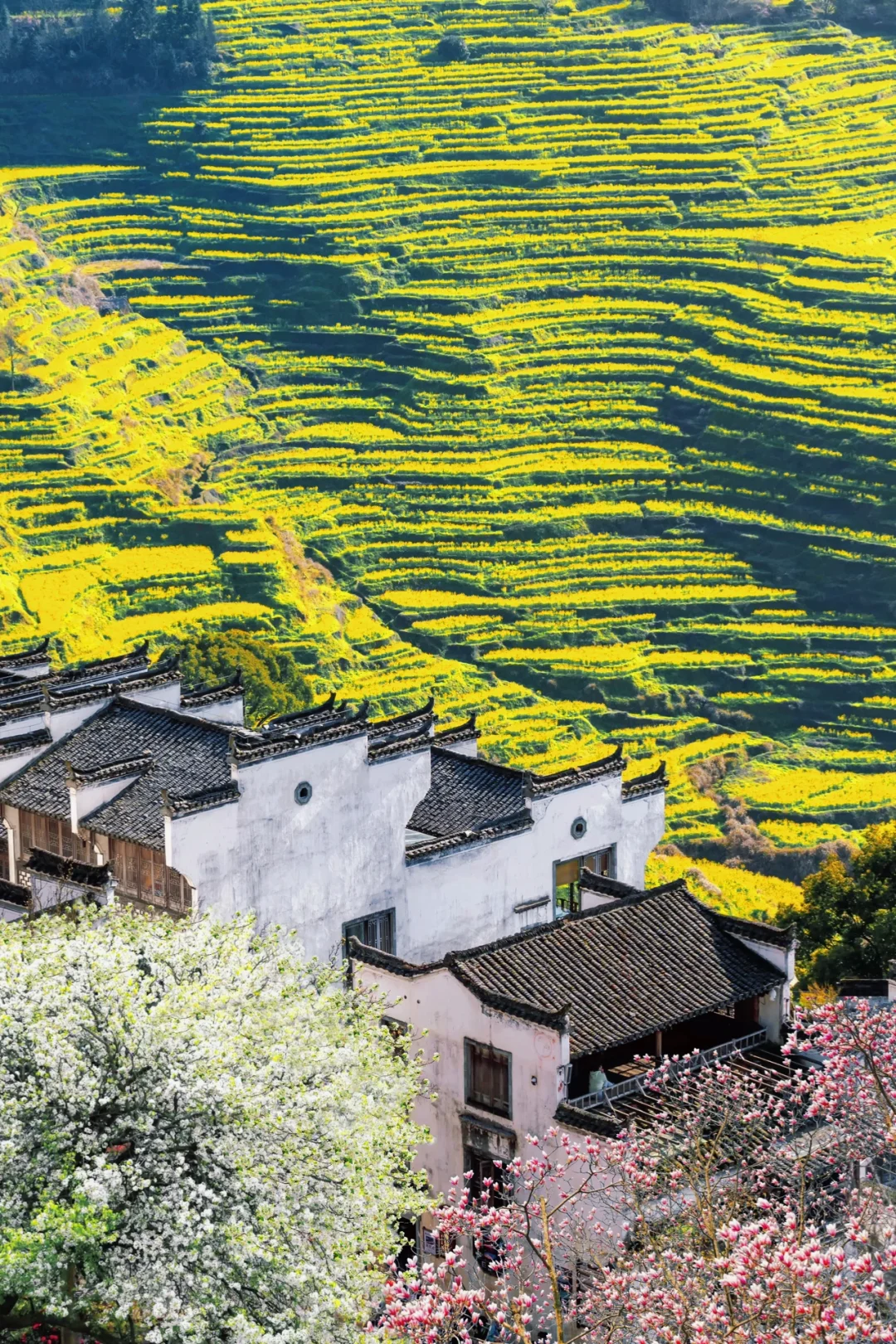 被国家地理评为中国最美古村🌸春天好绝