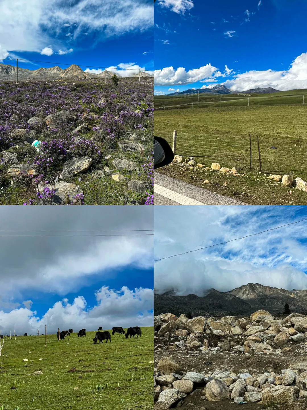来川西！我跟风zui成功的一次！！！