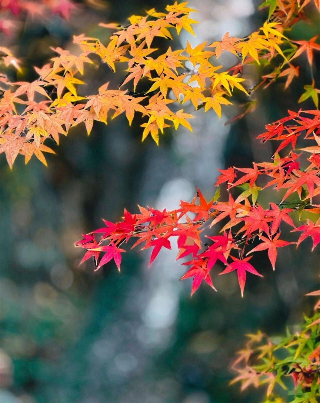 不逐繁华，只做深秋里最艳的那一抹红，热烈得不可方物。 