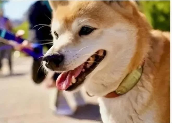 遇到恶犬不能跑，可以假装弯腰捡东西，但是有一事不明，和狗狗到底是对视，还是不对视
