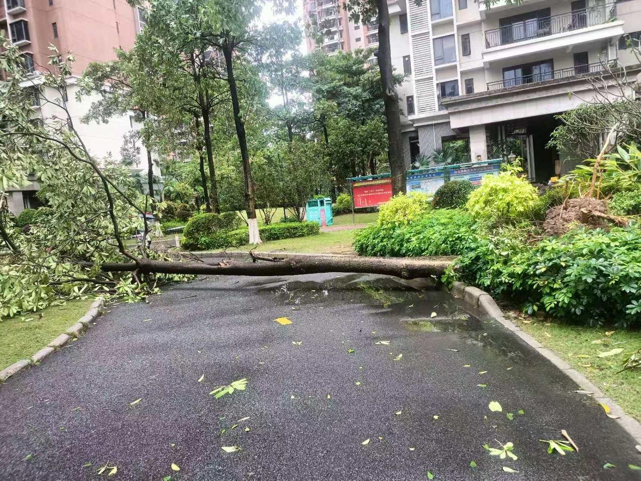 分享一张最近随手拍的照片今天的广州真是好大风雨，树木都被吹倒了[捂脸]广州台风雨
