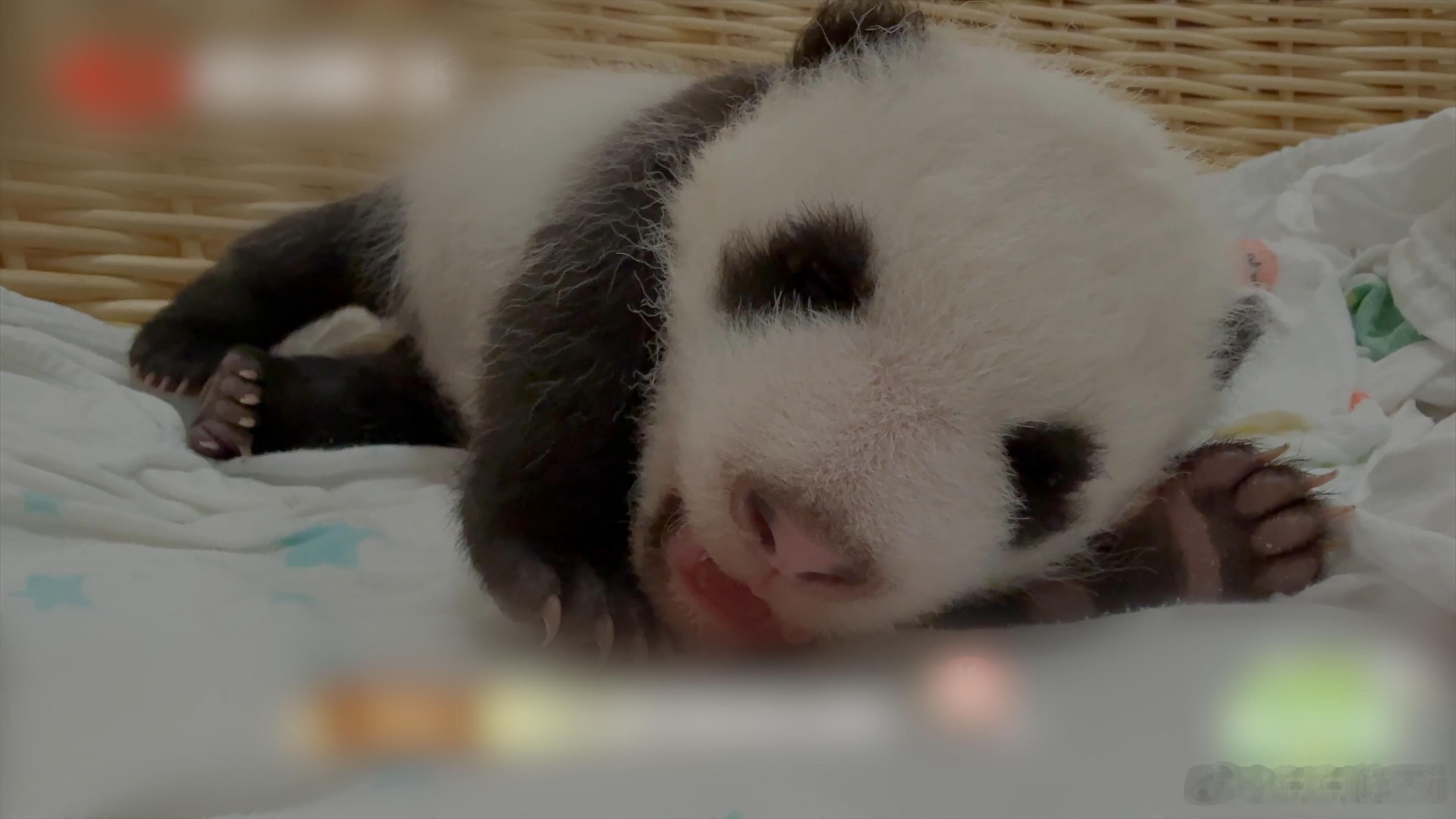 【被救助的大熊猫为什么一般都姓紫】“紫”是熊猫救助圈的专属“姓氏”吗？为什么不是