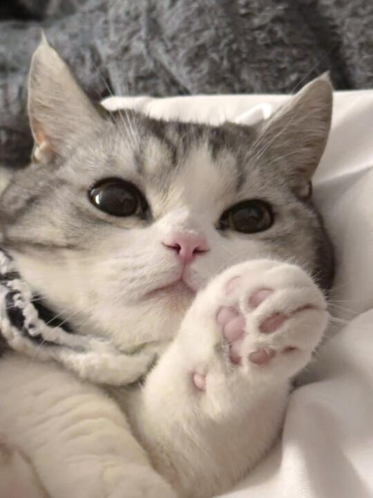 你们好 我是嘎！