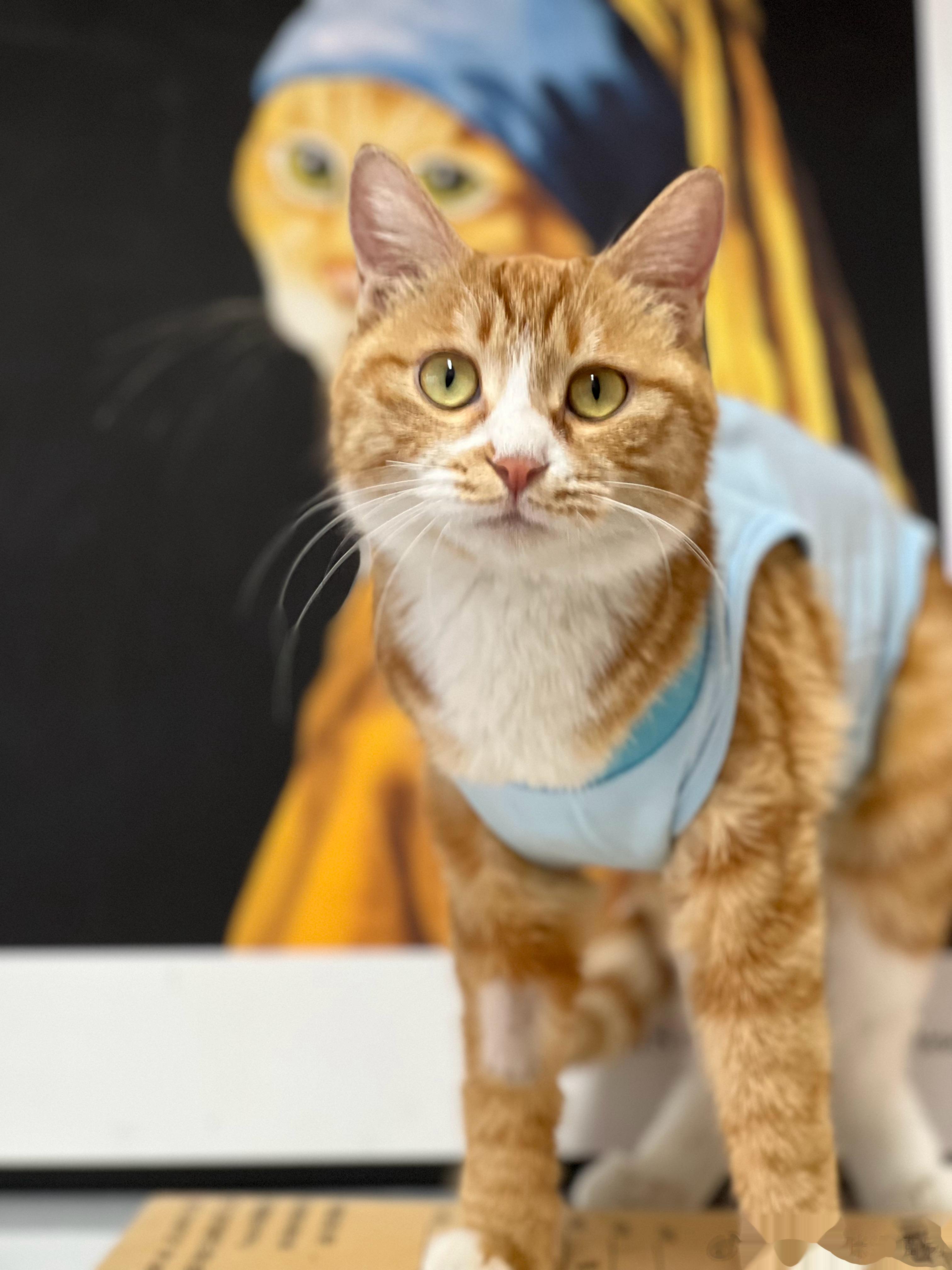 人像拍摄模式下那些猫猫你认识几个哇？ ​​​