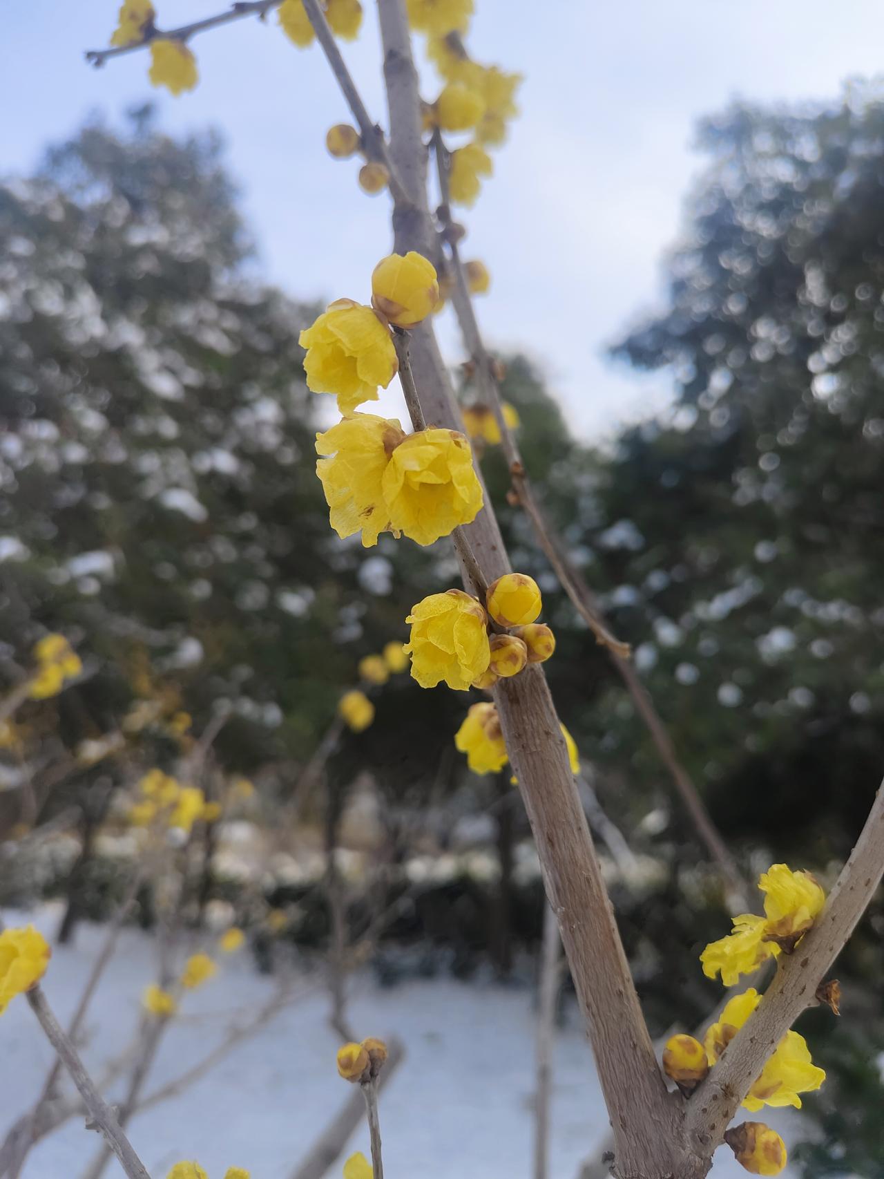 知道的，大概都上年纪了吧！

小时候，有种山东大炮，有单个卖的，有长串儿鞭的，忒