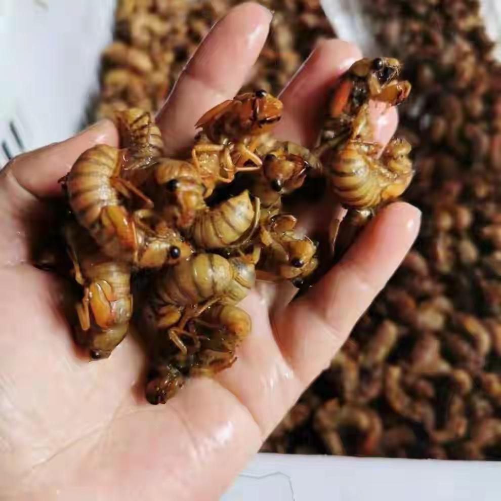 千万不要相信所谓专家的危言耸听，中国人捉知了猴已经有上千年，从来没有听说过蝉因此