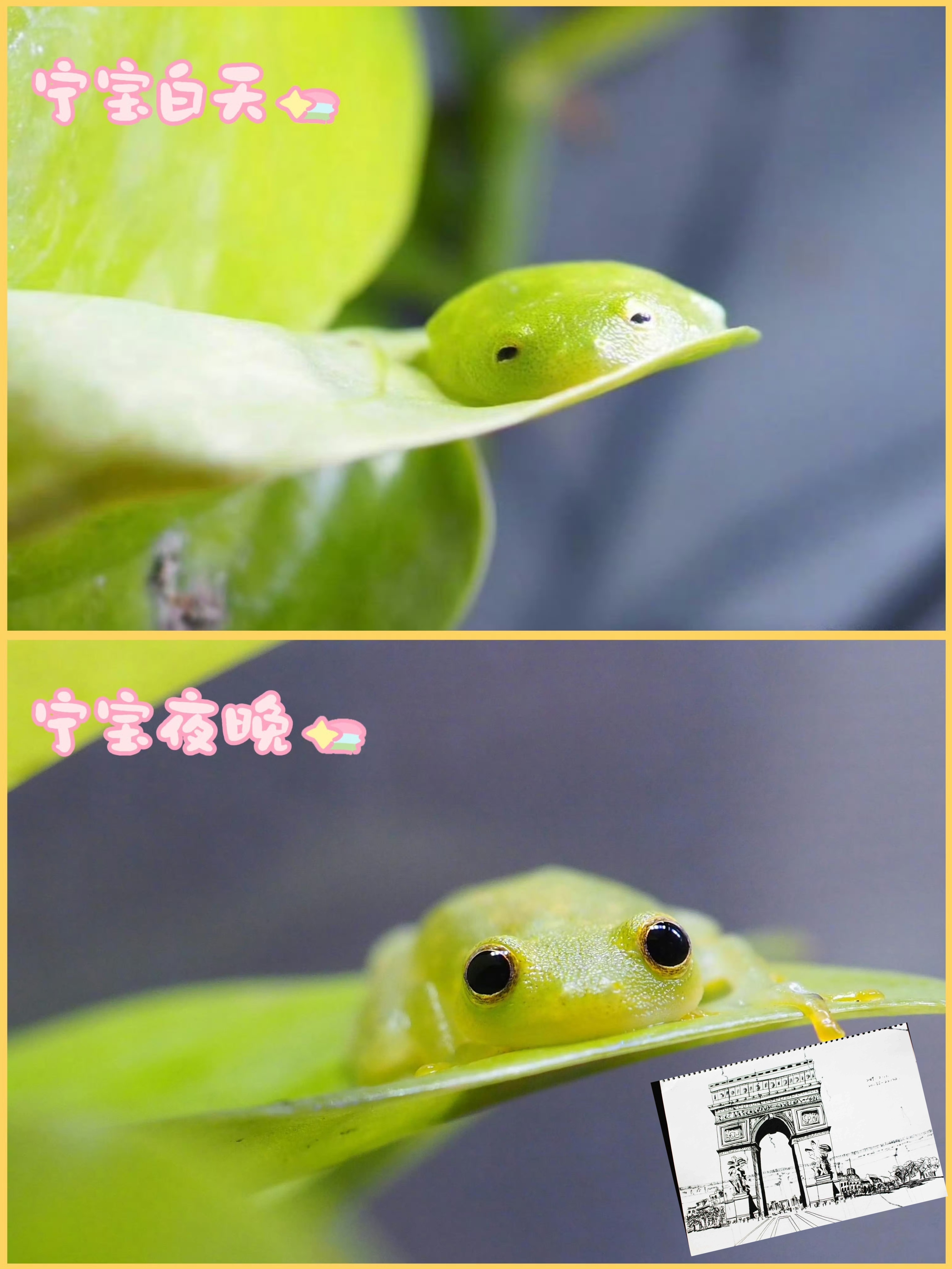 旅行的小蛙，发来了明信片 