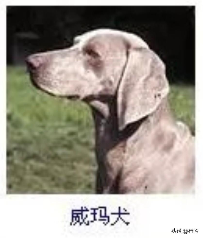菩萨蛮52·威玛犬
       茸毛浅浸烟霞色，苍眸似湛秋江碧。垂耳若披纱，英