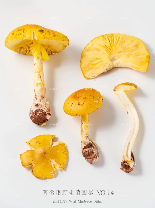 可食用野生菌图鉴NO.14 | 凯撒鹅膏菌