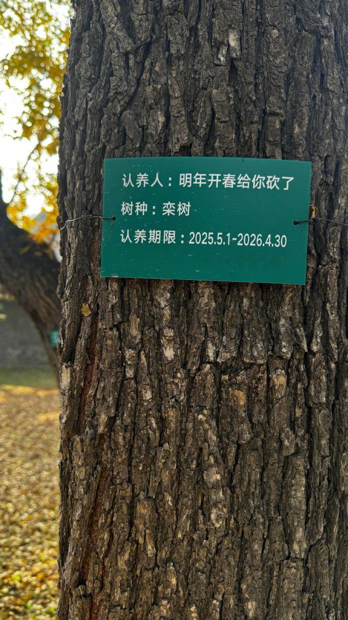 两棵树提心吊胆过了一年又一年[哆啦A梦吃惊] ​​​