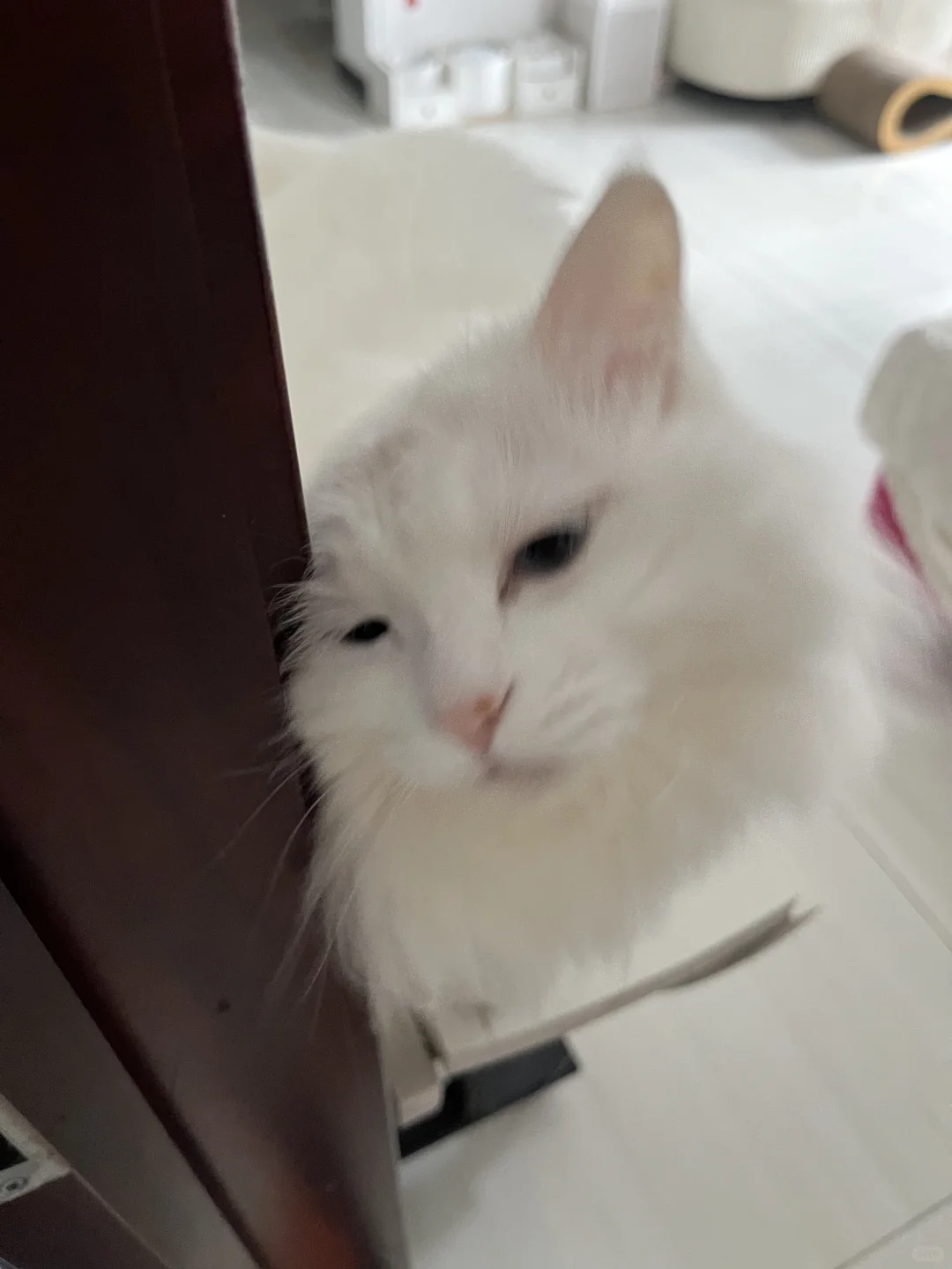小猫咆哮