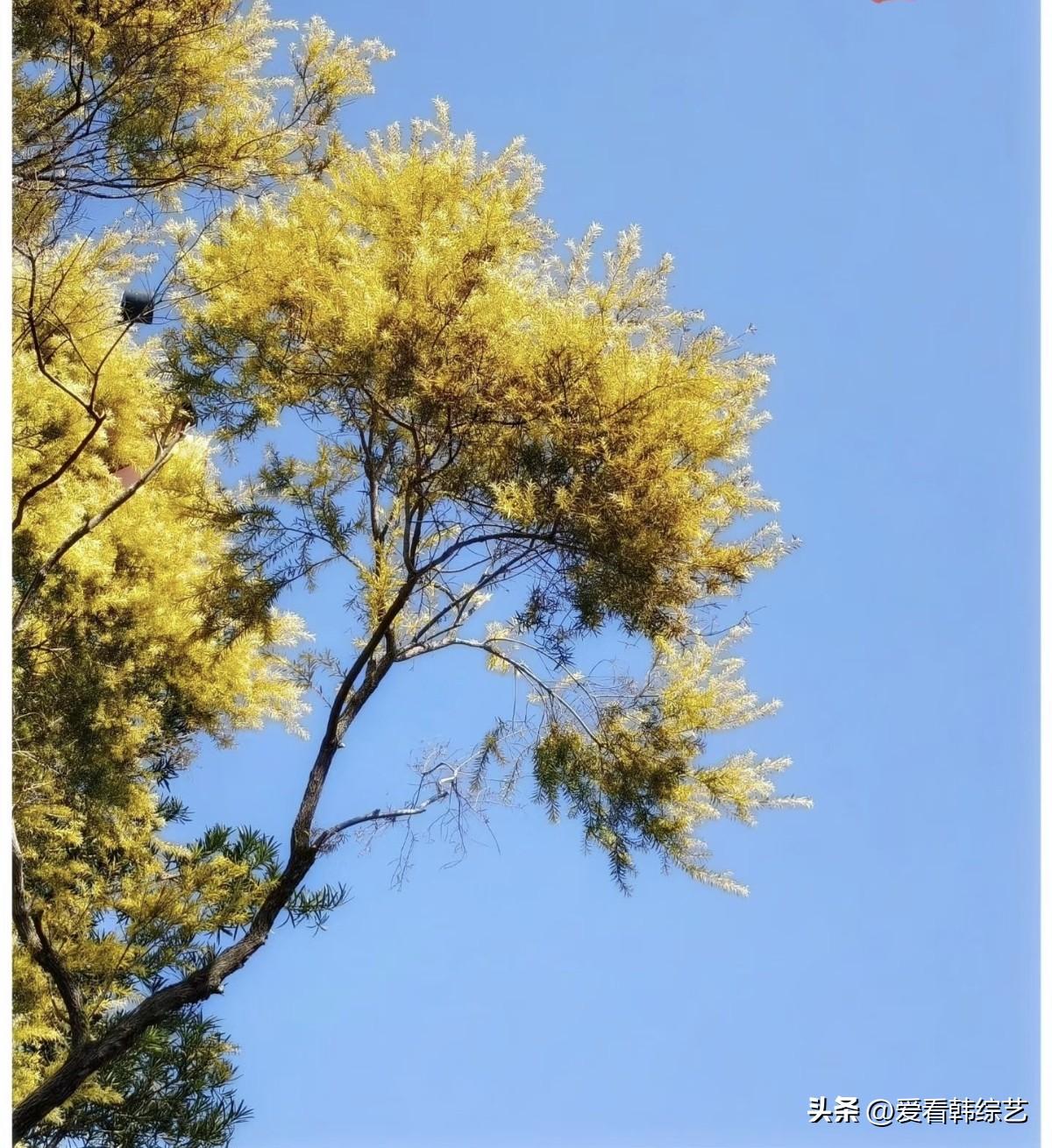 集卡领红包金枝浸在湛蓝天幕里，细碎花簇像揉碎的阳光缀满枝梢，风掠过便晃落金箔似的