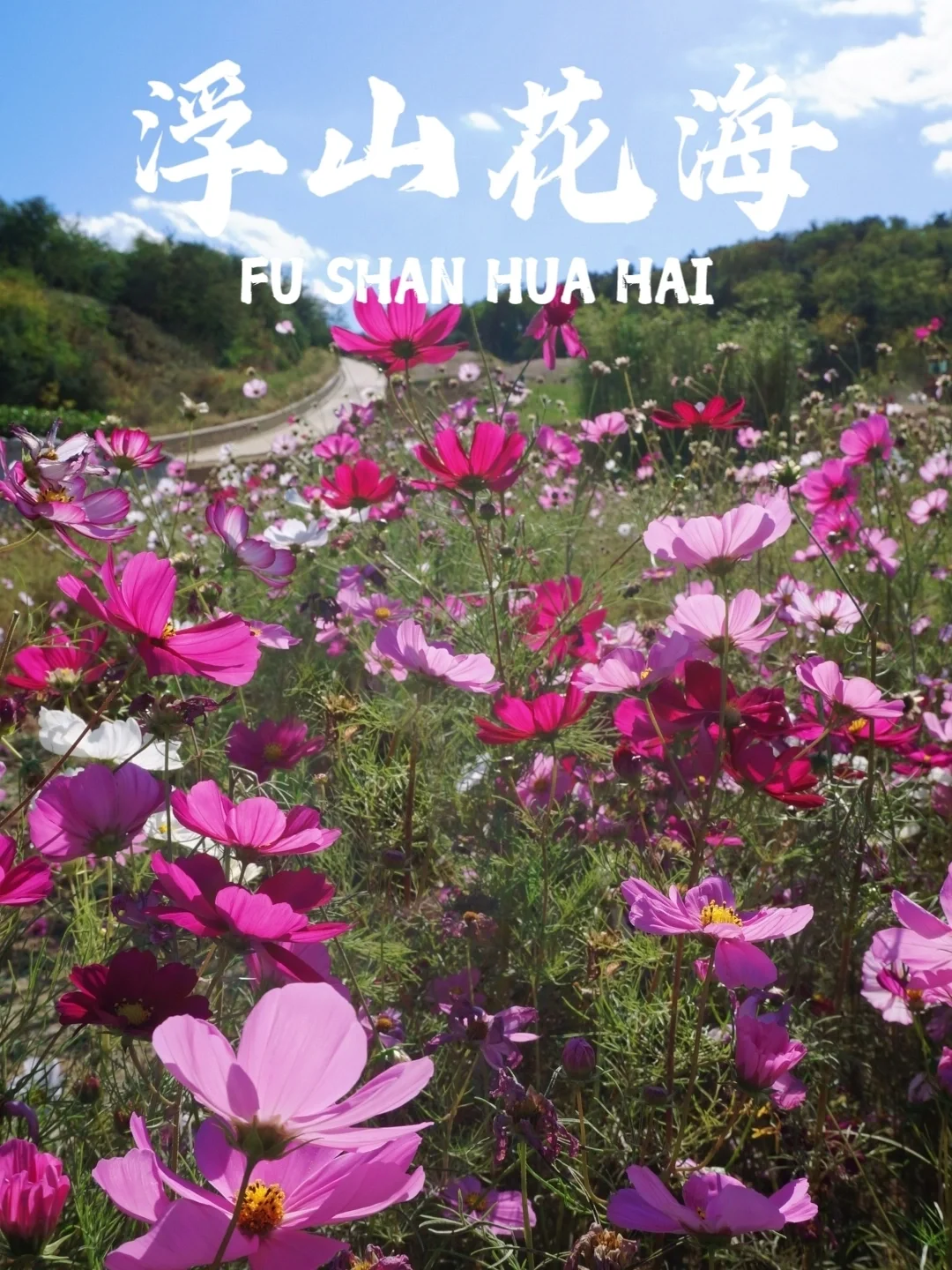 又是浮山❗被这片粉黛格桑花海美哭！附路线